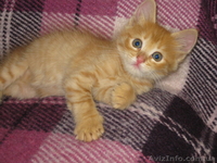 Три рыжих мальчика ищут дом!!!  - <ro>Изображение</ro><ru>Изображение</ru> #2, <ru>Объявление</ru> #1106512