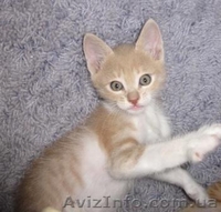 Мальчик Персик в хорошие руки!  - <ro>Изображение</ro><ru>Изображение</ru> #6, <ru>Объявление</ru> #1106595