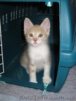 Мальчик Персик в хорошие руки!  - <ro>Изображение</ro><ru>Изображение</ru> #7, <ru>Объявление</ru> #1106595