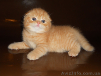 Продажа маленьких комочков счастья - <ro>Изображение</ro><ru>Изображение</ru> #1, <ru>Объявление</ru> #1117967