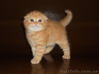 Продажа маленьких комочков счастья - <ro>Изображение</ro><ru>Изображение</ru> #2, <ru>Объявление</ru> #1117967