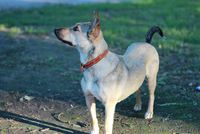 Прелестная собачка ищет дом! - <ro>Изображение</ro><ru>Изображение</ru> #3, <ru>Объявление</ru> #1115952