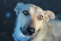 Прелестная собачка ищет дом! - <ro>Изображение</ro><ru>Изображение</ru> #4, <ru>Объявление</ru> #1115952