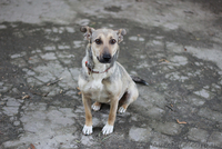 Прелестная собачка ищет дом! - <ro>Изображение</ro><ru>Изображение</ru> #5, <ru>Объявление</ru> #1115952