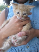 Отдам в добрые руки милых котят - <ro>Изображение</ro><ru>Изображение</ru> #1, <ru>Объявление</ru> #1135038