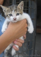 Отдам в добрые руки милых котят - <ro>Изображение</ro><ru>Изображение</ru> #4, <ru>Объявление</ru> #1135038