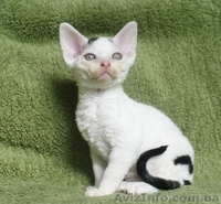 Кудрявые котята девон - рекс - <ro>Изображение</ro><ru>Изображение</ru> #4, <ru>Объявление</ru> #1142480
