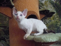 Кудрявые котята девон - рекс - <ro>Изображение</ro><ru>Изображение</ru> #1, <ru>Объявление</ru> #1142480