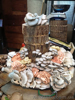 Купити продаж міцелій печериці, гливи, шиітаке, опенька - <ro>Изображение</ro><ru>Изображение</ru> #4, <ru>Объявление</ru> #1188823