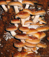 Купити продаж міцелій печериці, гливи, шиітаке, опенька - <ro>Изображение</ro><ru>Изображение</ru> #5, <ru>Объявление</ru> #1188823