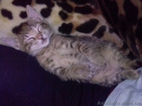 Лапочка Алиса - возраст 4 месяца, желает встретить хороших хозяев. - <ro>Изображение</ro><ru>Изображение</ru> #1, <ru>Объявление</ru> #1219745