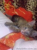 Лапочка Алиса - возраст 4 месяца, желает встретить хороших хозяев. - <ro>Изображение</ro><ru>Изображение</ru> #3, <ru>Объявление</ru> #1219745