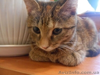 Лапочка Алиса - возраст 4 месяца, желает встретить хороших хозяев. - <ro>Изображение</ro><ru>Изображение</ru> #4, <ru>Объявление</ru> #1219745