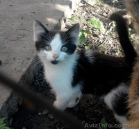 Чудове кошеня в хороші руки (котята, котенок) - <ro>Изображение</ro><ru>Изображение</ru> #5, <ru>Объявление</ru> #1288432