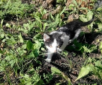 Чудове кошеня в хороші руки (котята, котенок) - <ro>Изображение</ro><ru>Изображение</ru> #4, <ru>Объявление</ru> #1288432