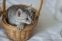 Замечательные малыши ждут своих любящих хозяев. - <ro>Изображение</ro><ru>Изображение</ru> #2, <ru>Объявление</ru> #1284460