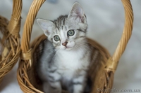 Замечательные малыши ждут своих любящих хозяев. - <ro>Изображение</ro><ru>Изображение</ru> #4, <ru>Объявление</ru> #1284460