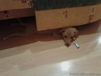 Щенок ищет себе семью - <ro>Изображение</ro><ru>Изображение</ru> #2, <ru>Объявление</ru> #1294337