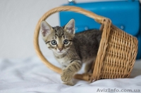 Замечательные малыши ждут своих любящих хозяев. - <ro>Изображение</ro><ru>Изображение</ru> #6, <ru>Объявление</ru> #1284460