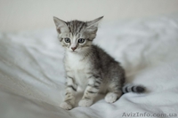 Замечательные малыши ждут своих любящих хозяев. - <ro>Изображение</ro><ru>Изображение</ru> #5, <ru>Объявление</ru> #1284460