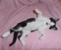 Чудове кошеня в хороші руки (котята, котенок) - <ro>Изображение</ro><ru>Изображение</ru> #3, <ru>Объявление</ru> #1288432