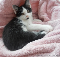 Чудове кошеня в хороші руки (котята, котенок) - <ro>Изображение</ro><ru>Изображение</ru> #1, <ru>Объявление</ru> #1288432
