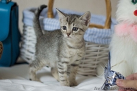 Замечательные малыши ждут своих любящих хозяев. - <ro>Изображение</ro><ru>Изображение</ru> #3, <ru>Объявление</ru> #1284460