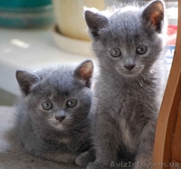 Отдадим солнечных котят - <ro>Изображение</ro><ru>Изображение</ru> #2, <ru>Объявление</ru> #1316251