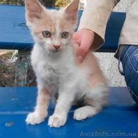 Котенок Кирен ищет дом! - <ro>Изображение</ro><ru>Изображение</ru> #3, <ru>Объявление</ru> #1318184