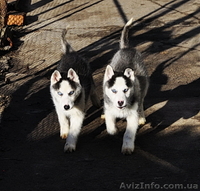 Сибирский хаски с докумиентами КСУ. - <ro>Изображение</ro><ru>Изображение</ru> #3, <ru>Объявление</ru> #816864