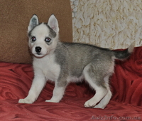 Сибирский хаски с докумиентами КСУ. - <ro>Изображение</ro><ru>Изображение</ru> #2, <ru>Объявление</ru> #816864