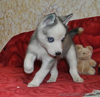 Сибирский хаски с докумиентами КСУ. - <ro>Изображение</ro><ru>Изображение</ru> #1, <ru>Объявление</ru> #816864