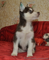 Сибирский хаски с докумиентами КСУ. - <ro>Изображение</ro><ru>Изображение</ru> #5, <ru>Объявление</ru> #816864