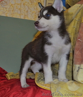 Сибирский хаски с докумиентами КСУ. - <ro>Изображение</ro><ru>Изображение</ru> #6, <ru>Объявление</ru> #816864