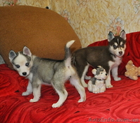 Сибирский хаски с докумиентами КСУ. - <ro>Изображение</ro><ru>Изображение</ru> #7, <ru>Объявление</ru> #816864