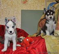 Сибирский хаски с докумиентами КСУ. - <ro>Изображение</ro><ru>Изображение</ru> #9, <ru>Объявление</ru> #816864