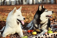 Питомник Сибирских Хаски "ARCTIC DOGS UA" предлагает щенков - <ro>Изображение</ro><ru>Изображение</ru> #2, <ru>Объявление</ru> #1329583