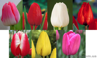 Продам оптом тюльпан к 8-му марта - <ro>Изображение</ro><ru>Изображение</ru> #1, <ru>Объявление</ru> #1380400