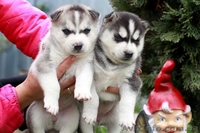 Питомник Сибирских Хаски "ARCTIC DOGS UA" предлагает щенков - <ro>Изображение</ro><ru>Изображение</ru> #1, <ru>Объявление</ru> #1329583
