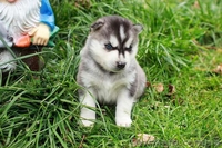 Питомник Сибирских Хаски "ARCTIC DOGS UA" предлагает щенков - <ro>Изображение</ro><ru>Изображение</ru> #3, <ru>Объявление</ru> #1329583