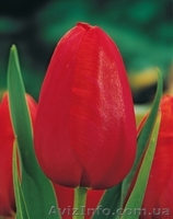 Продам оптом тюльпан к 8-му марта - <ro>Изображение</ro><ru>Изображение</ru> #5, <ru>Объявление</ru> #1380400