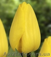 Продам оптом тюльпан к 8-му марта - <ro>Изображение</ro><ru>Изображение</ru> #8, <ru>Объявление</ru> #1380400