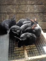 Кролики Полтавское серебро - <ro>Изображение</ro><ru>Изображение</ru> #2, <ru>Объявление</ru> #1408179