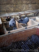 Кролики Полтавское серебро - <ro>Изображение</ro><ru>Изображение</ru> #1, <ru>Объявление</ru> #1408179