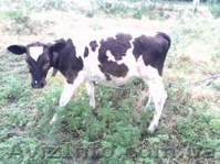 Продам молоду корову і телку та телятко  - <ro>Изображение</ro><ru>Изображение</ru> #3, <ru>Объявление</ru> #1461946