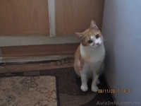 Отдам котенка - <ro>Изображение</ro><ru>Изображение</ru> #4, <ru>Объявление</ru> #1595229