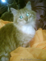 Срочно отдам рыжего котёнка - <ro>Изображение</ro><ru>Изображение</ru> #1, <ru>Объявление</ru> #1593829