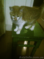 Срочно отдам рыжего котёнка - <ro>Изображение</ro><ru>Изображение</ru> #6, <ru>Объявление</ru> #1593829