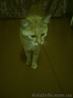 Срочно отдам рыжего котёнка - <ro>Изображение</ro><ru>Изображение</ru> #9, <ru>Объявление</ru> #1593829