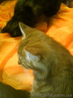 Срочно отдам рыжего котёнка - <ro>Изображение</ro><ru>Изображение</ru> #2, <ru>Объявление</ru> #1593829